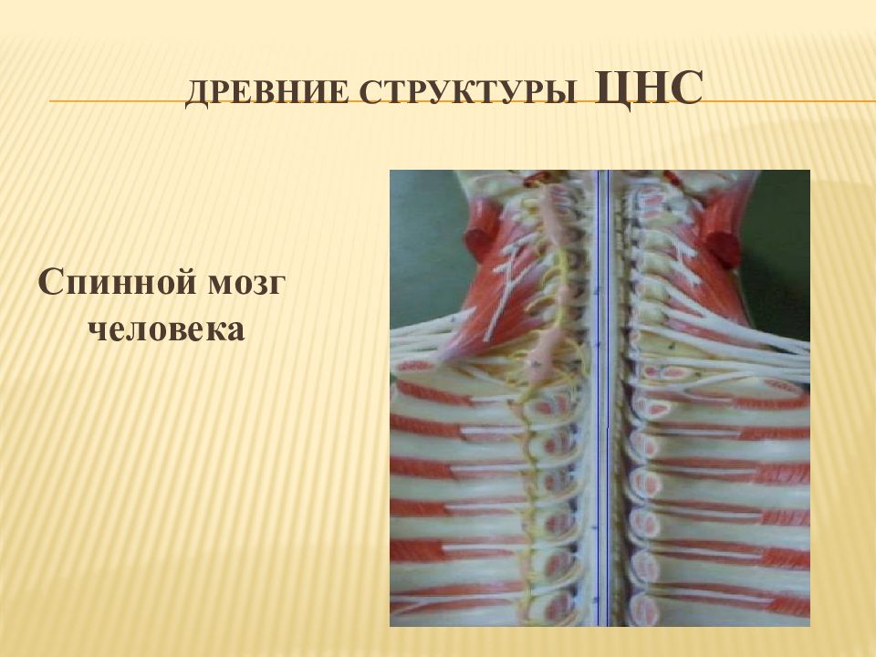 Древние структуры ЦНС