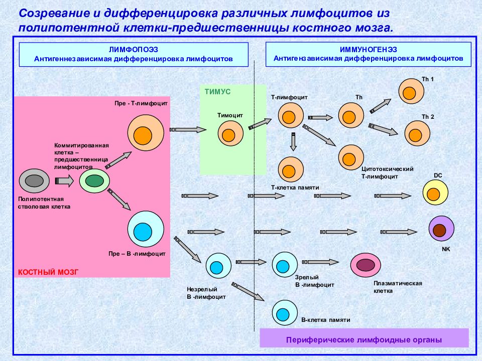 Созревание иммунных клеток. Схема образования клеток иммунной системы. Антиген независимая дифференцировка в лимфоцитов. Антигензависимая дифференцировка т-лимфоцитов схема. Схема образования т и в лимфоцитов.