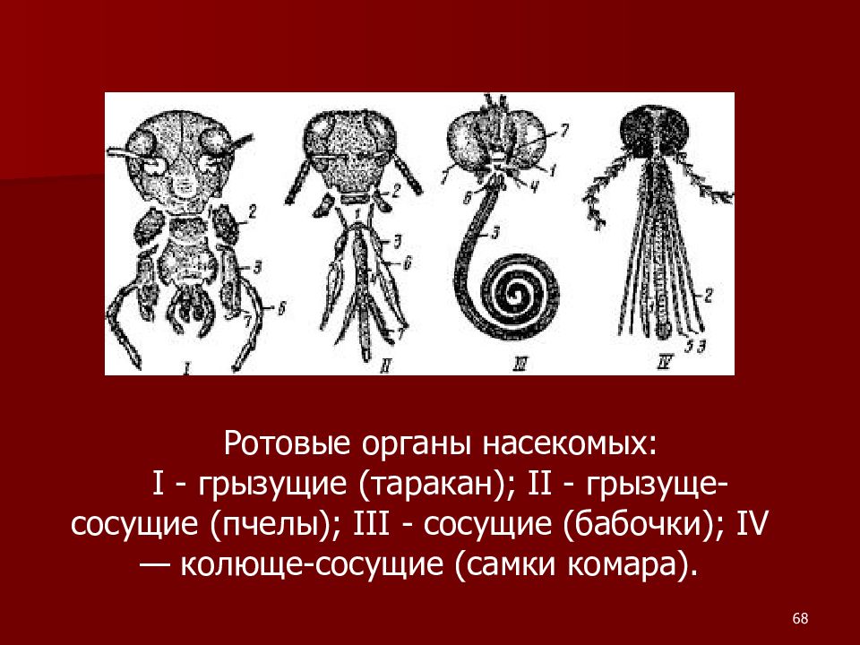 Ротовые органы. Ротовые органы насекомых. Ротовые органы комара. Грызущие ротовые органы. Ротовые органы пчелы.