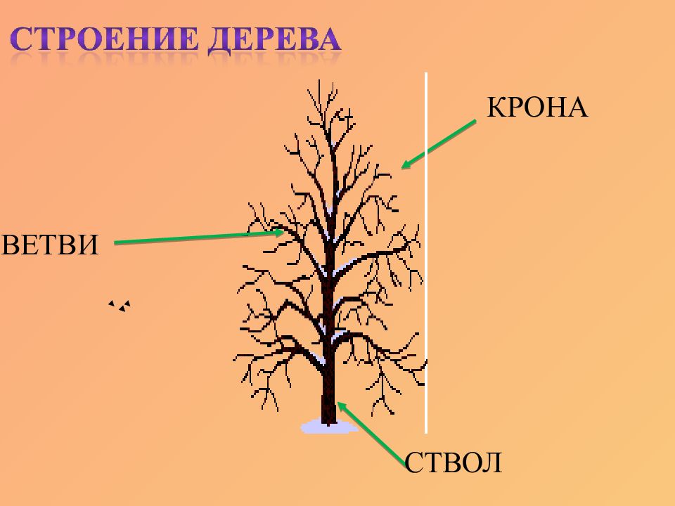 Деревья и кустарники 2 младшая группа