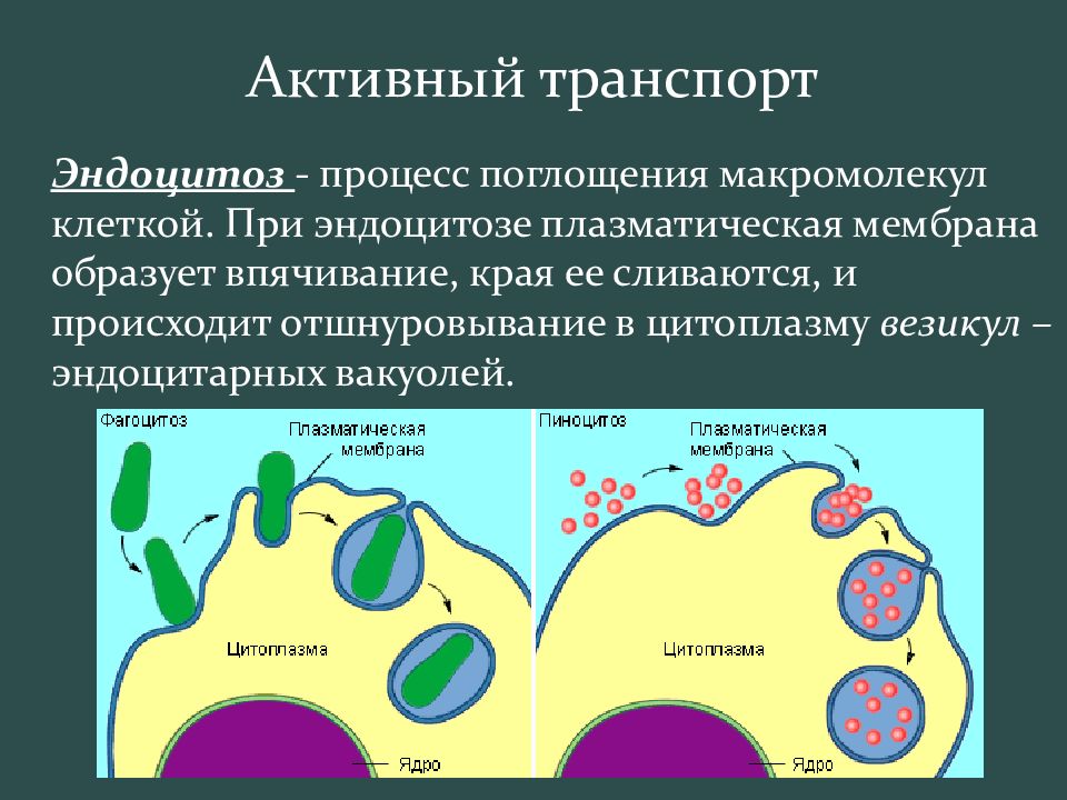 Поступление веществ в клетку схема