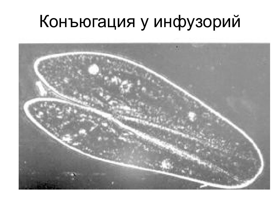 Конъюгация инфузорий. Инфузория туфелька конъюгация. Конъюгации инфузорий конъюгации инфузорий. Процесс конъюгации инфузории туфельки. Процесс конъюгации у инфузорий.