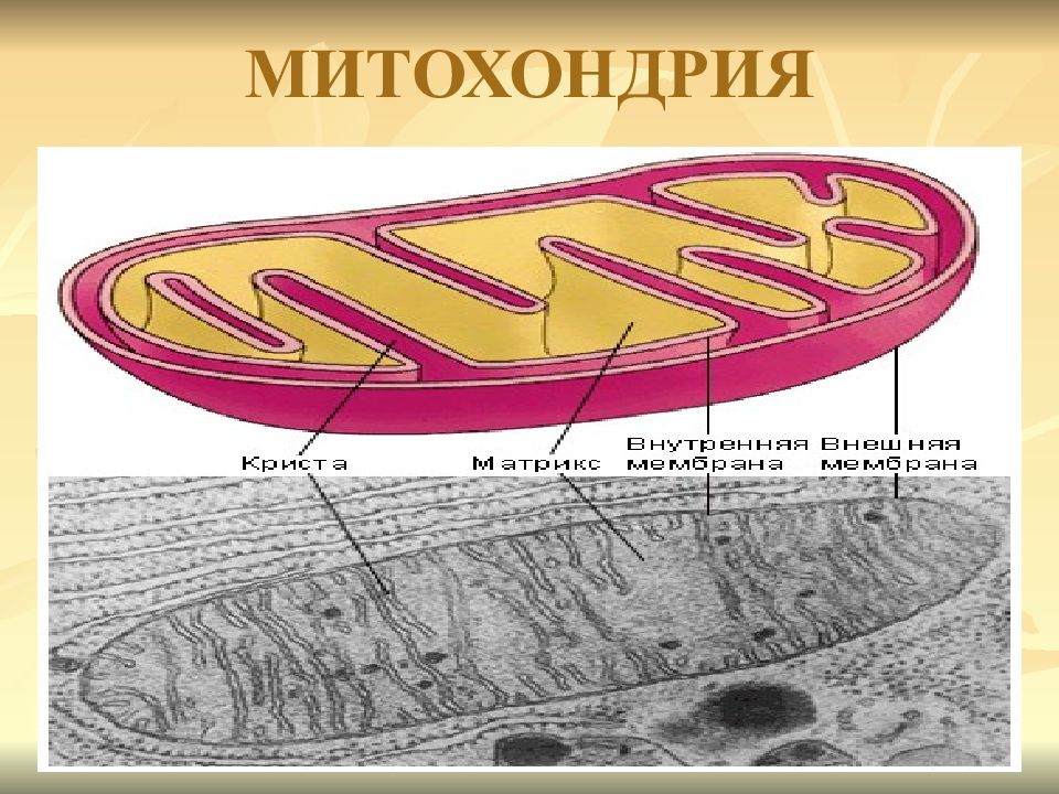 Митохондрия картинка егэ