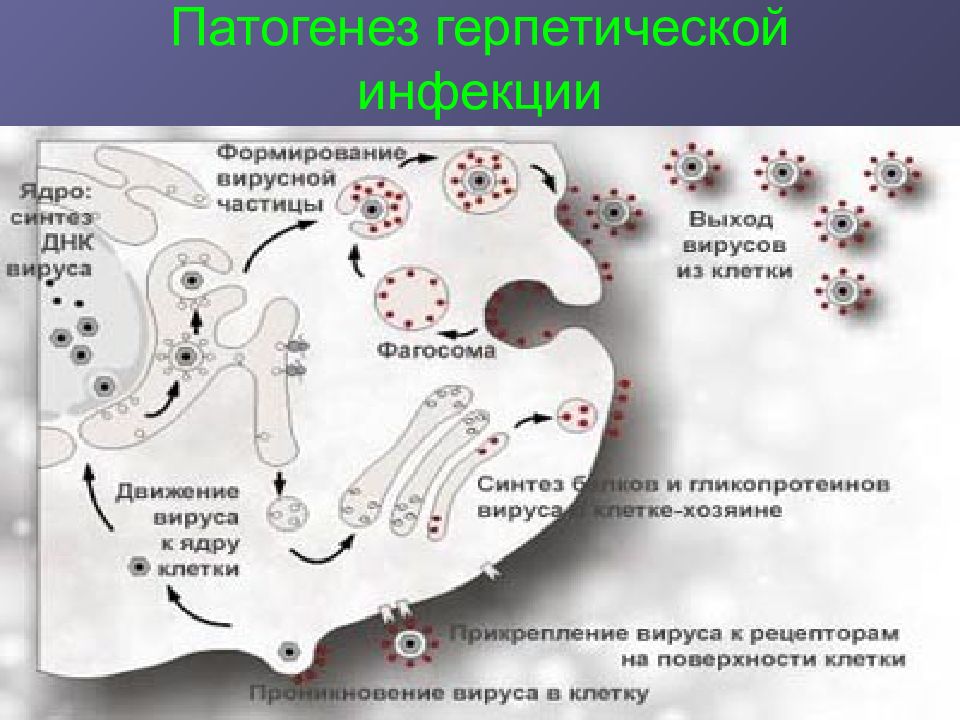 Герпетические инфекции у детей презентация