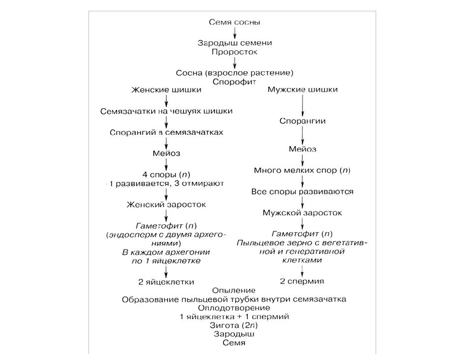 Жизненные циклы растений презентация