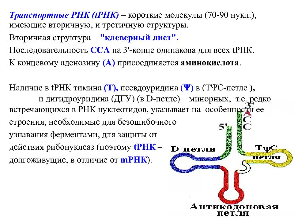 Описание молекул рнк. Первичная структура ТРНК. Структуры РНК первичная вторичная и третичная. Первичная вторичная третичная структура т РНК. Вторичная структура ТРНК клеверный лист.