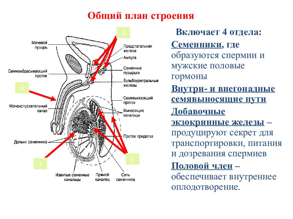 Норма полового органа у мужчин. Строение мужских половых желез. Мужские половые органы семенники. Строение мужского полового органа. Семявыносящие пути анатомия.