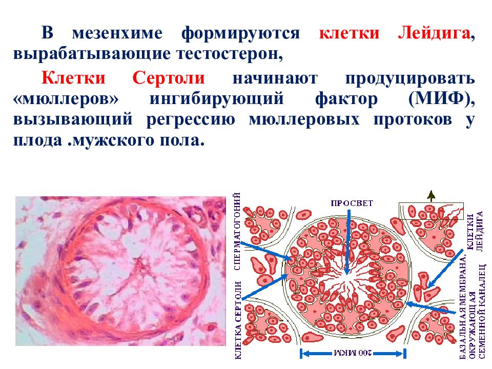 Клетки лейдига. Клетки Сертоли и Лейдига. Интерстициальная клетка Лейдига. Клетки Лейдига схема.