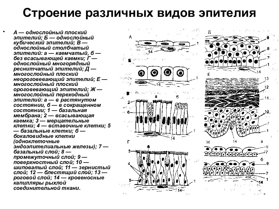 Плоский эпителий поверхностный. Однослойный кубический эпителий строение. Многослойная эпителиальная ткань таблица. Однослойный кубический эпителий схема. Однословйный кубический эндотелий строение.