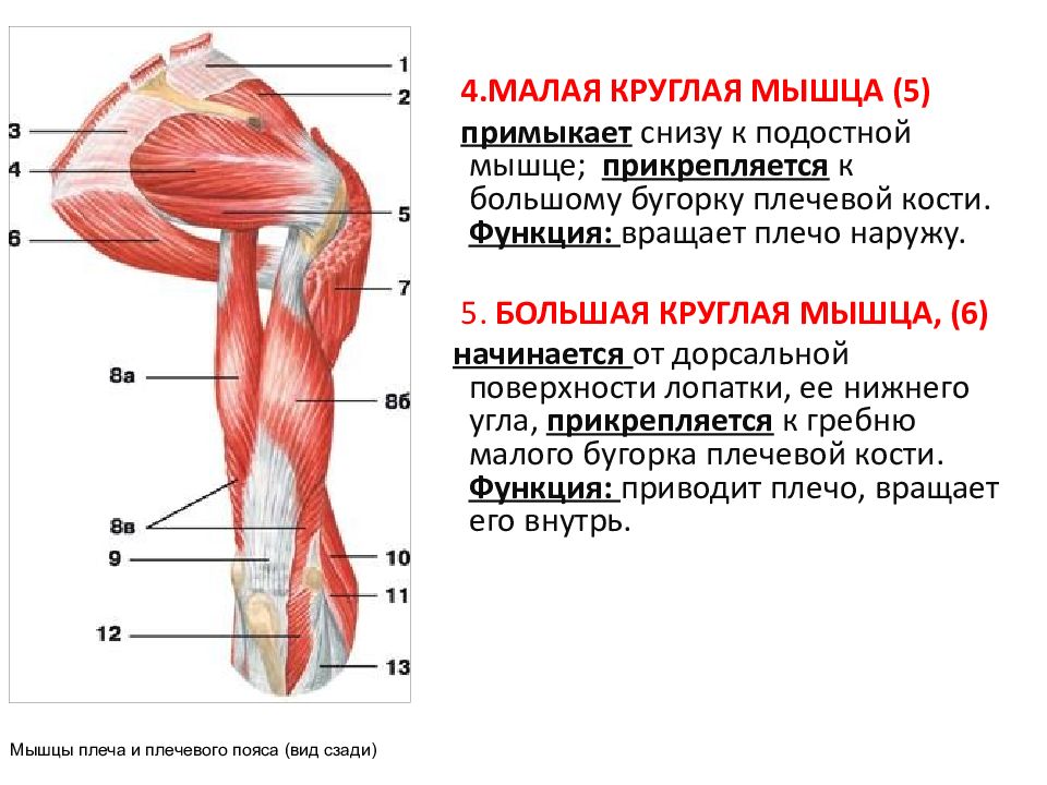 Мышцы верхней конечности. Мышцы верхних конечностей человека. Мышцы верхней конечности анатомия.