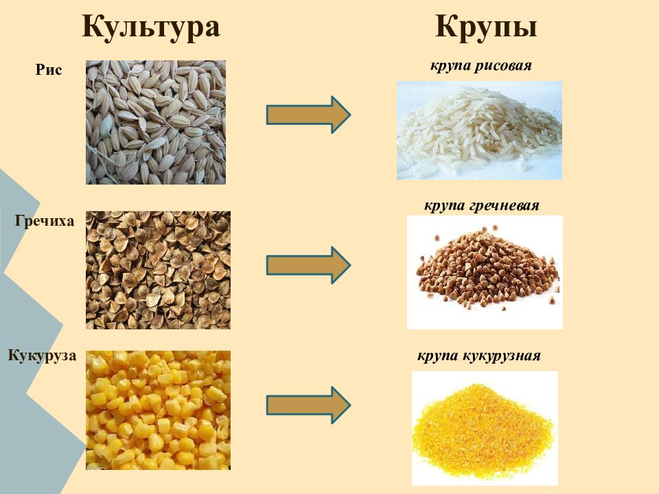 Виды корма