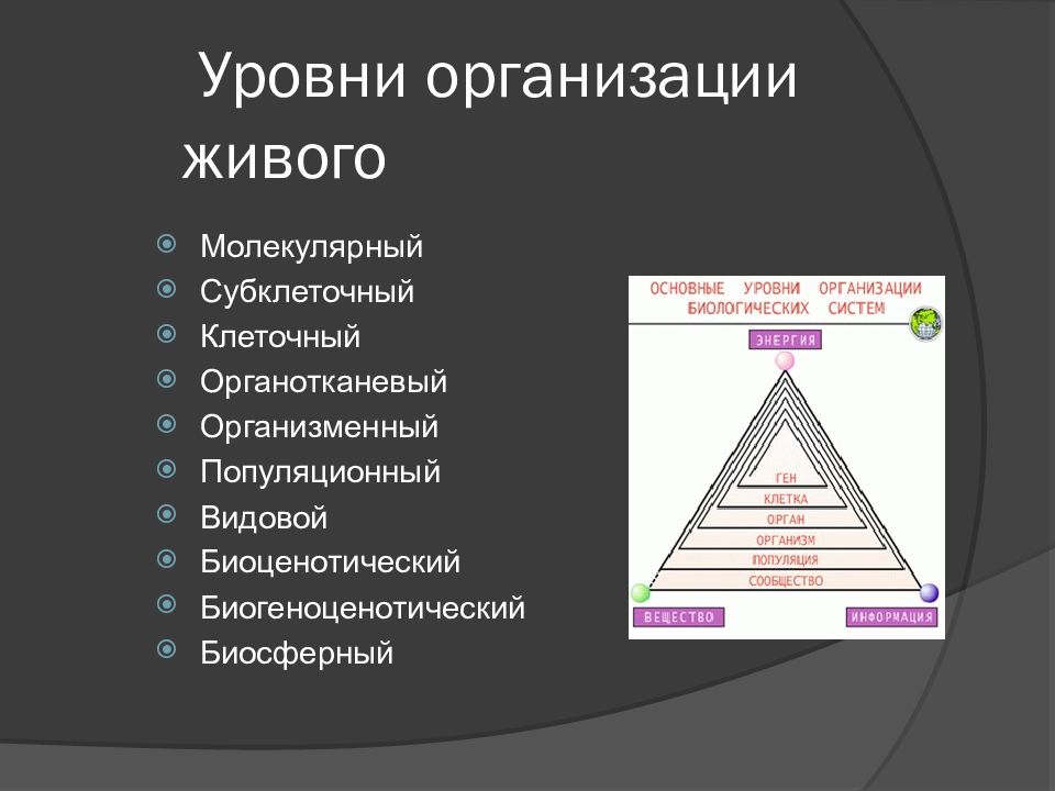 Организация живых систем организменного уровня. Уровни организации живого. Пирамида уровней предприятия. Пирамида уровней в биологии.