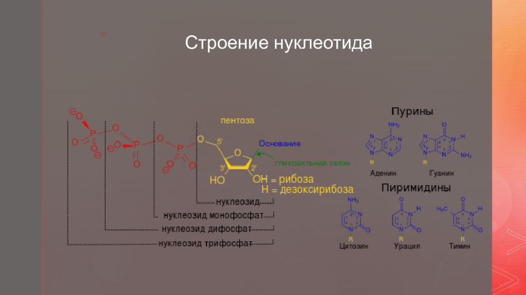 Молекулярные задачи. Задачи на нуклеотиды. Задачи по молекулярной биологии примеры. Строение биологических молекул. Длина нуклеотида.