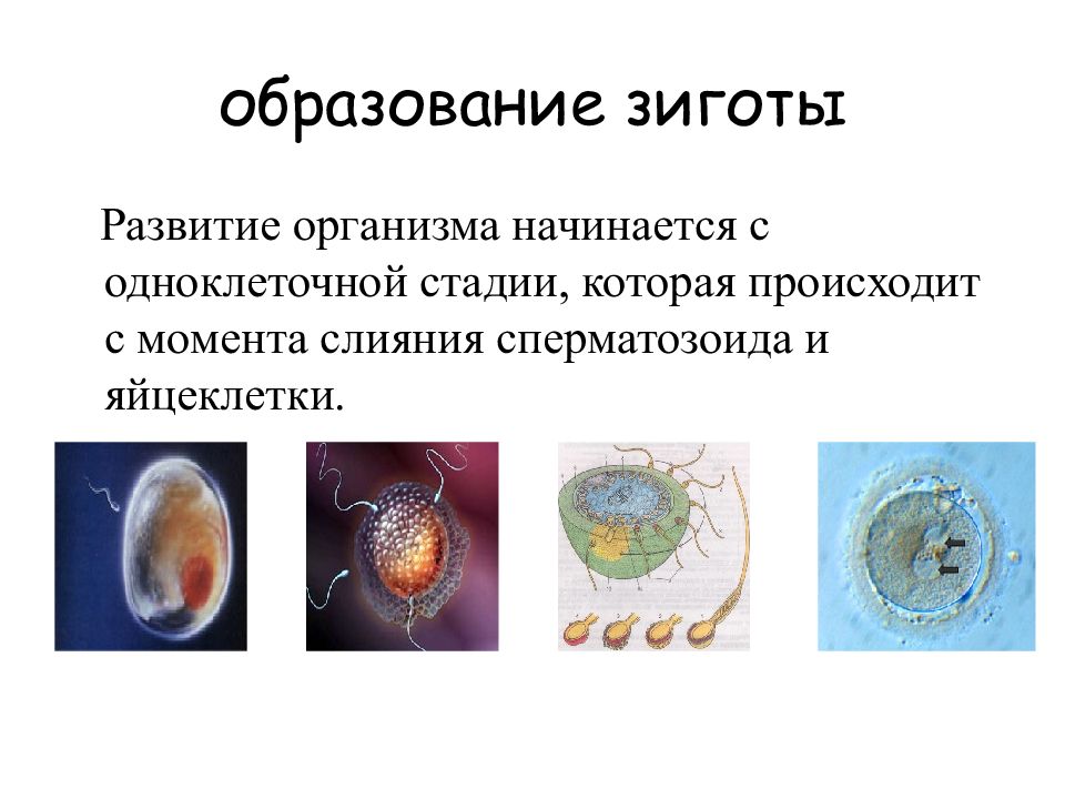 Оплодотворение происходит в маточной зигота имплантируется в стенку где развивается многоклеточный