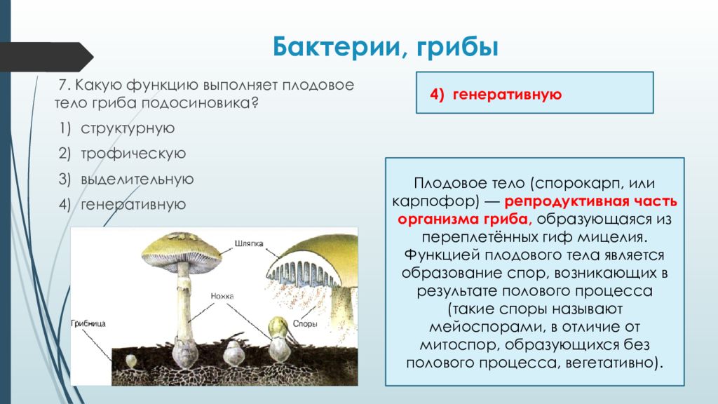 Бактерии и грибы составляют в экосистеме группу. Функции частей гриба грибница. Функция плодового тела мухомора. Функции плодового тела гриба. Грибы и бактерии.