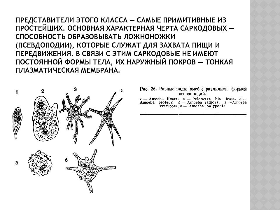 На рисунке изображен процесс в ходе которого псевдоподии клетки