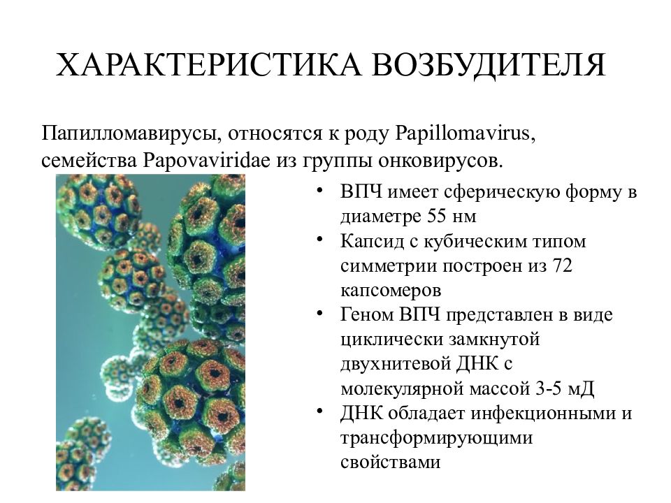 Вирус папилломы человека презентация