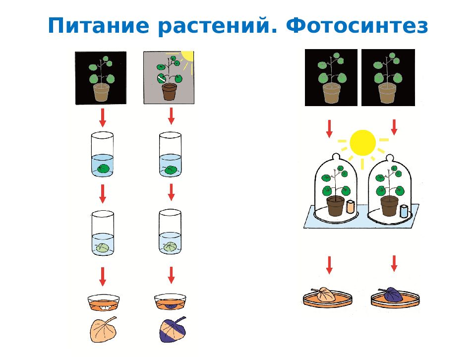 Реакции клеток растений. Питание растительной клетки. Как питается растительная клетка. Лист из растительных клеток учи ру.