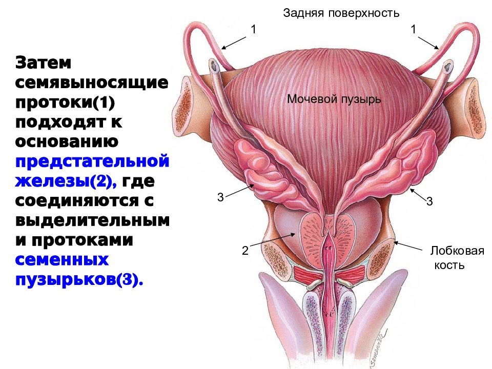 Предстательная железа на картинке