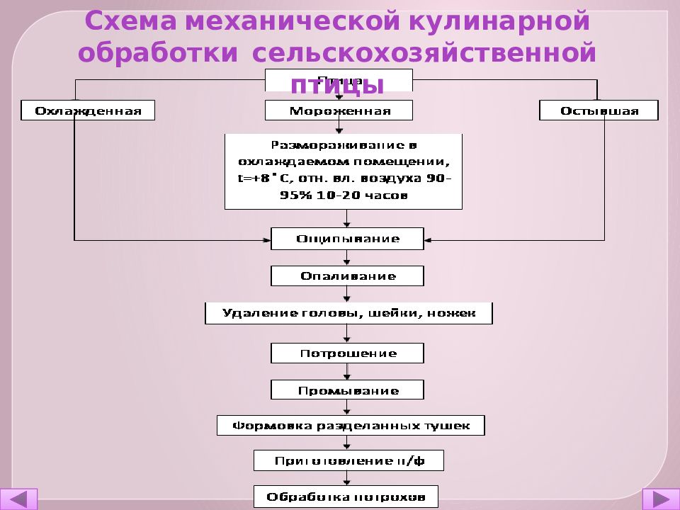 Схема первичной обработки птицы