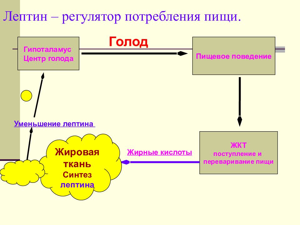 Лептин что это