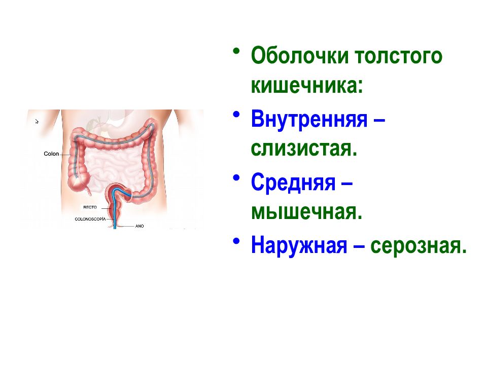 Слизистая оболочка кишечника. Наружная оболочка Толстого кишечника. Серозная оболочка толстой кишки.