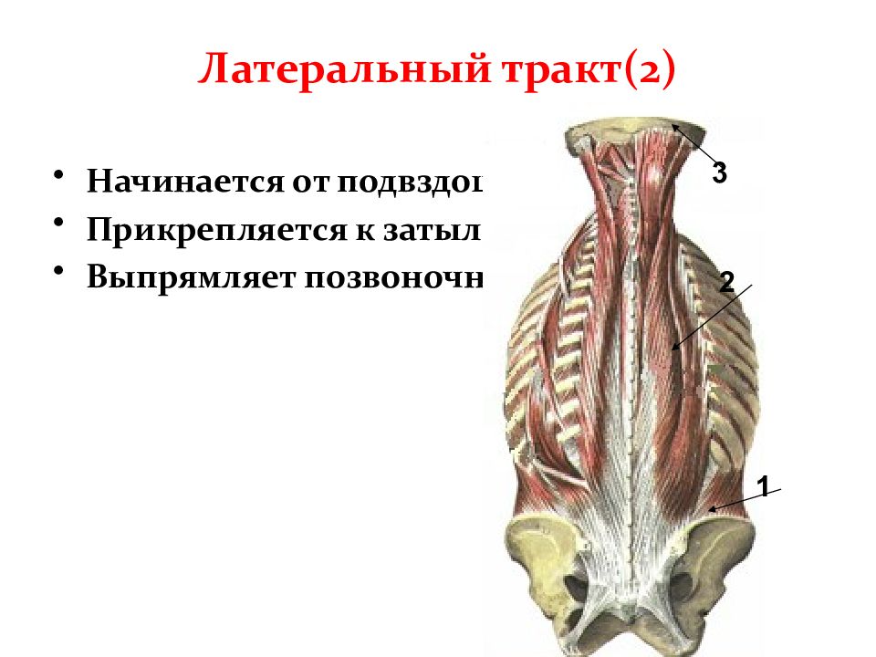 Латеральный это. Латеральный тракт. Латеральная мышца. Медиальный и латеральный это в анатомии.