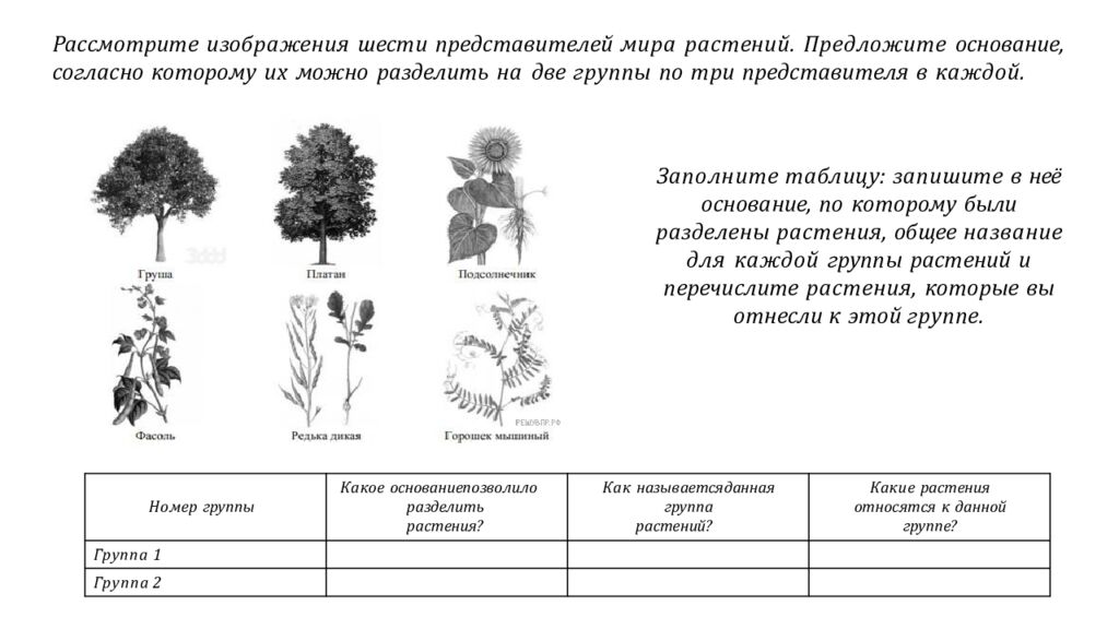 Рассмотрите изображения шести представителей мира растений. Предложите основание, согласно которому их можно разделить на две группы по три представителя в