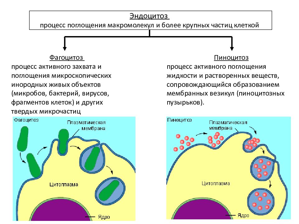 Все перечисленные ниже термины используются для описания клетки изображенной на рисунке фагоцитоз