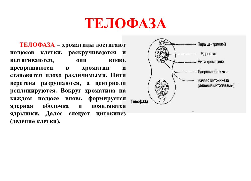 Полюса клетки. Способы воспроизведения клеток. Структура воспроизведения клетки. Телофаза хроматин. Что отвечает за воспроизведение клетки.