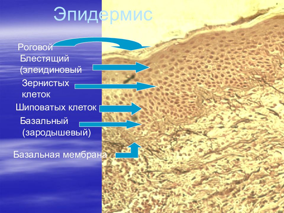 Строение кожи дерматовенерология презентация