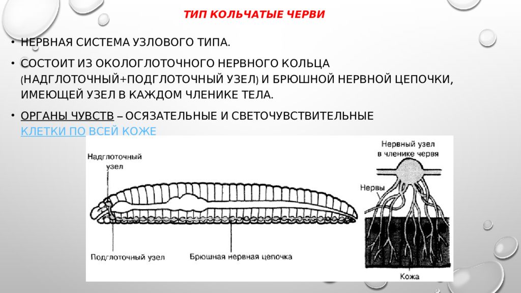 Презентация эволюция нервной системы