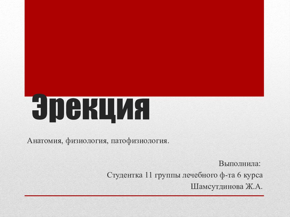 Эрекция