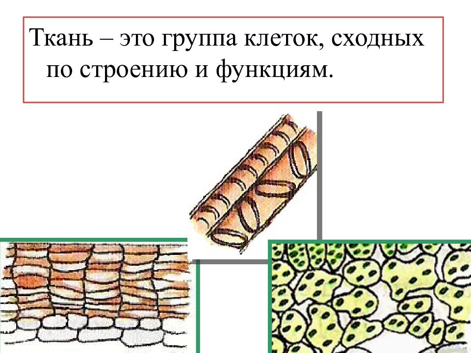 Группа клеток. Две группы клеток многоклеточного организма ткани. Ткань это группа клеток сходных по. Зарисуйте несколько клеток ткани.