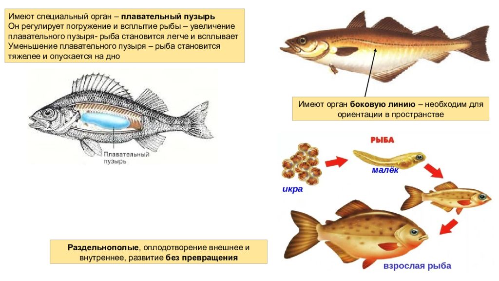 Рыба без пузыря. Внутреннее строение рыбы плавательный пузырь. Строение плавательного пузыря у рыб. Плавательный пузырь у костных рыб. Роль плавательного пузыря у рыб.