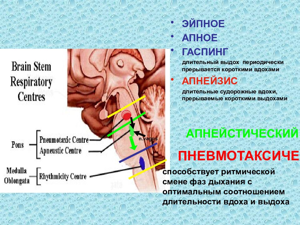 Длинный выдох. Функциональная система дыхания. Схема регуляции вдоха и выдоха. Апнейзис.