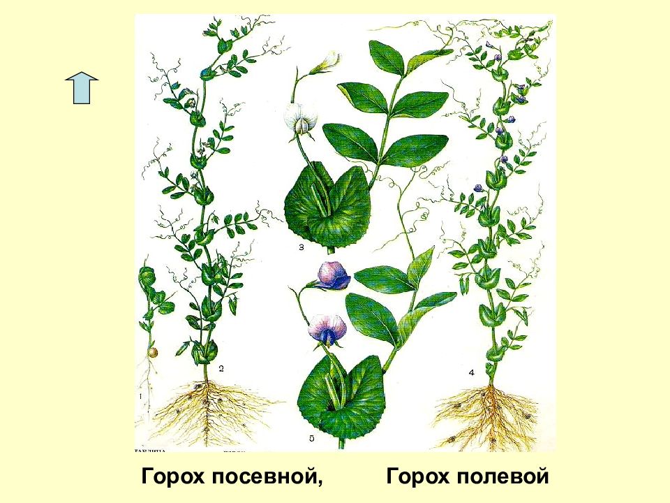 Горох посевной картинка