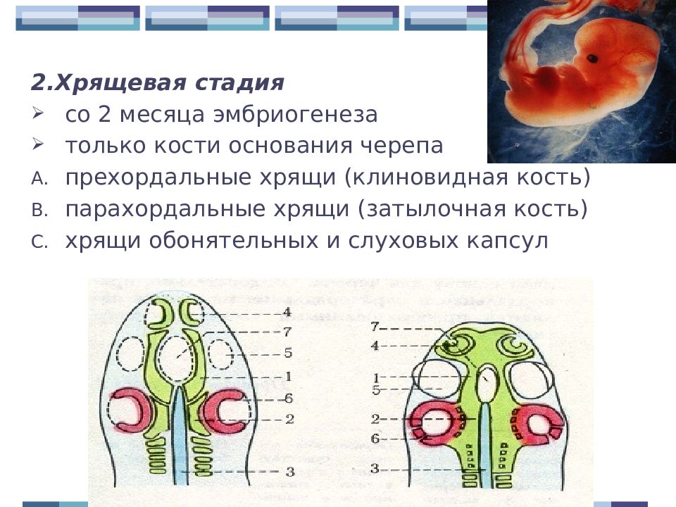 Развитие черепа в онтогенезе. Эмбриогенез костей черепа. Хрящевая стадия развития черепа. Череп на этапах онтогенеза. Стадии онтогенеза черепа.