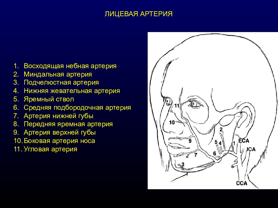 Лицевая артерия. Ветви лицевой артерии. Проекция лицевой артерии. Лицевая артерия схема.