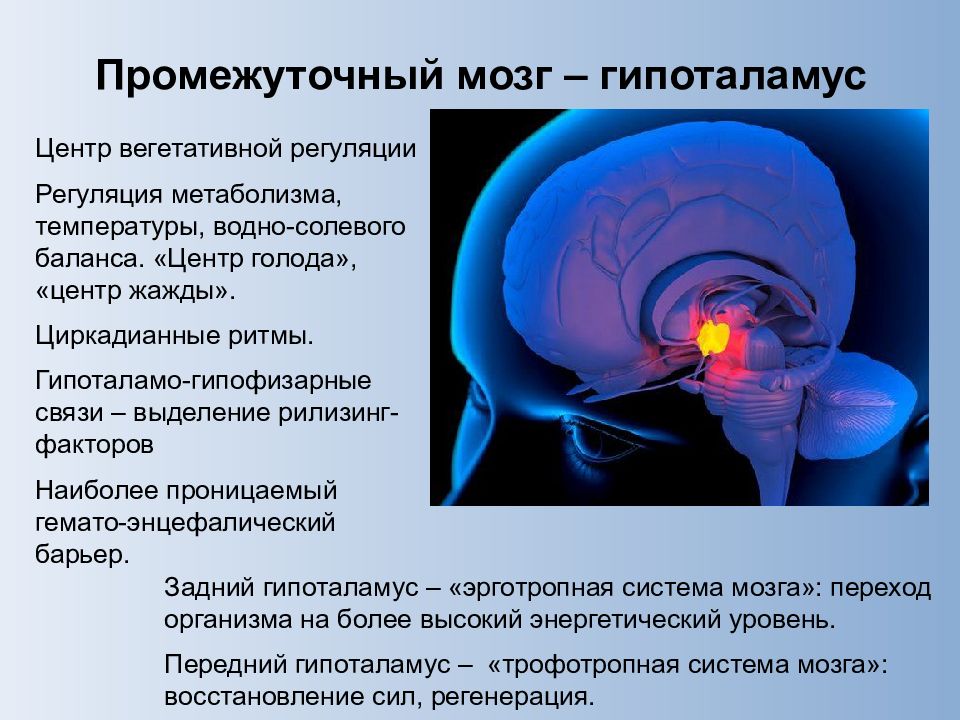 Физиология головного мозга презентация