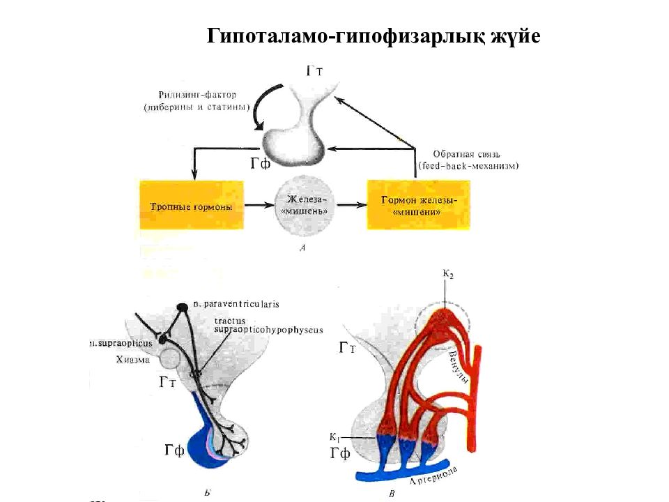 Гипоталамус и гипофиз презентация