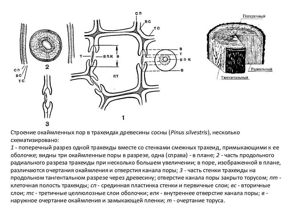 Окаймленные поры на стенках трахеид