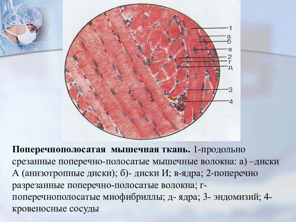 1 мышечная ткань. Мышечная поперечнополосатая гистология. Поперечнополосатая Скелетная мышечная ткань языка. Скелетная поперечно полосатая мышечная ткань гистология препарат. Поперечно полосатая ткань гистология.