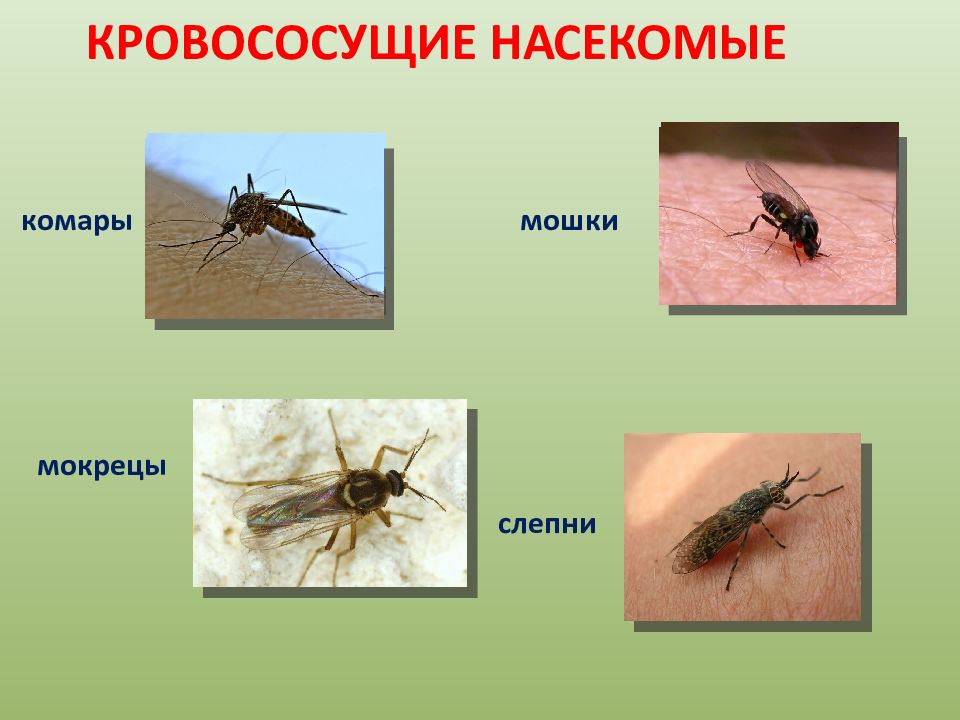 Комар малярийный комар членистоногие двукрылые. Кровососущие насекомые. Виды кровососущих насекомых. Кровососущее насекомое название.