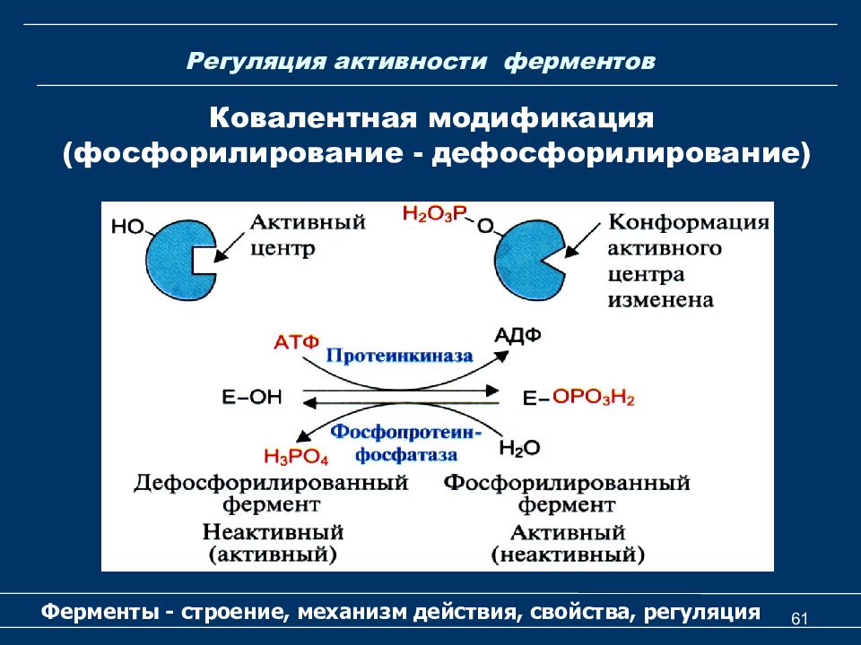 Схема образования комплекса фермент вещество