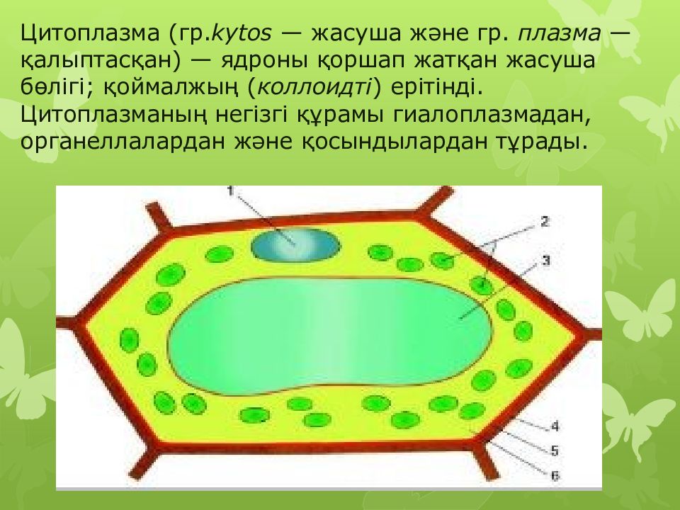 Цитоплазма называется. Презентация цитоплазма. Цитоплазма рисунок. Плазма и цитоплазма. Цитоплазма рисунок схема.