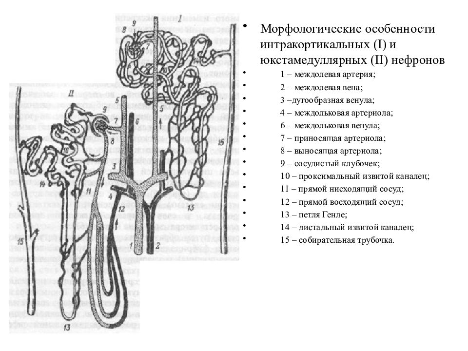 Мочевыделительная система человека схема 8 класс. Мочевыделительная система рисунок карандашом. Мочевыделительная система человека таблица. Рисунок мочевыделительной системы человека карандашом.