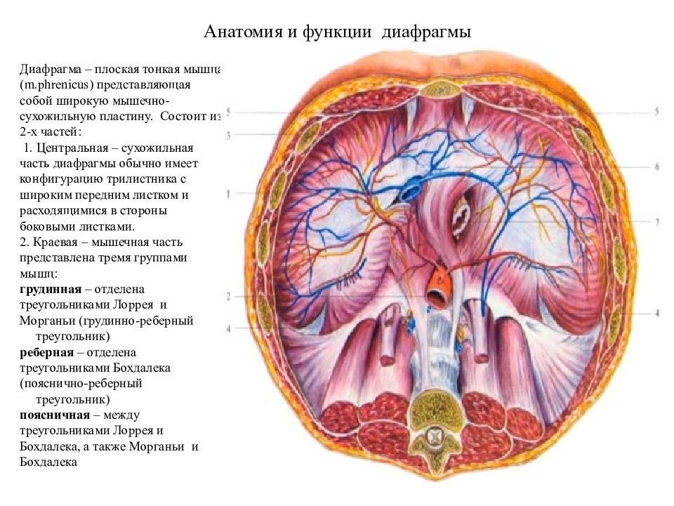 Части диафрагмы. Отверстия диафрагмы анатомия. Диафрагма строение и функции. Сухожильный центр диафрагмы функции. Диафрагма анатомия функции.