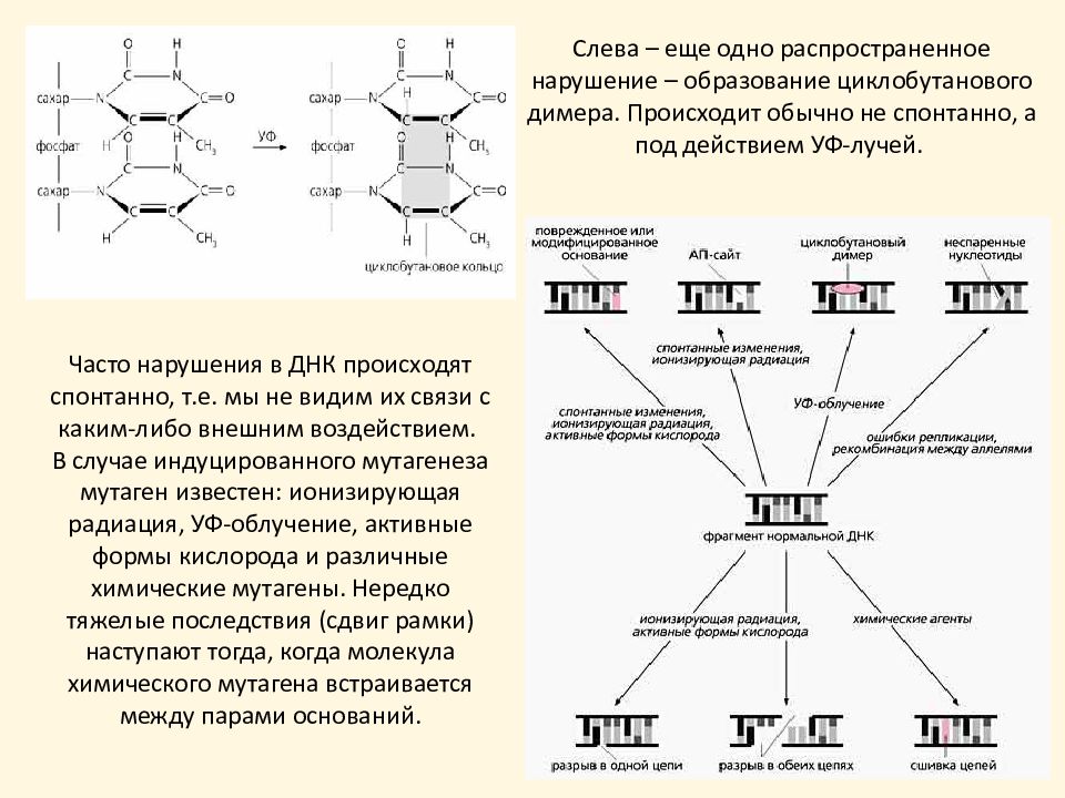 Где получить образец мутагена