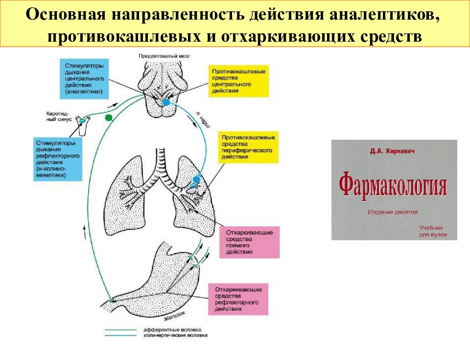 Средства влияющие на функции органов дыхания схема